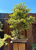 Pre Bonsai Picea, Tuin en Terras, Planten | Bomen, Ophalen, Overige soorten, Minder dan 100 cm