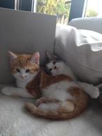 Maine Coon x Europeese korthaar kittens, Dieren en Toebehoren, Katten en Kittens | Overige Katten, Poes, Kortharig, 0 tot 2 jaar