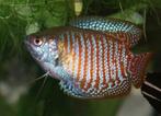 gourami, ook dwerg gourami in vele kleuren, Vis