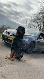 Rottweiler pup, Dieren en Toebehoren, België, Particulier, Teef, Meerdere