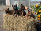 Prachtige Hollandse herderpups, Dieren en Toebehoren, Honden | Herdershonden en Veedrijvers, Particulier, Meerdere, 8 tot 15 weken