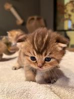 Kittens britse korthaar, Dieren en Toebehoren, Katten en Kittens | Raskatten | Korthaar, Meerdere dieren, Gechipt, 0 tot 2 jaar