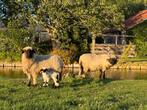 Walliser schwarznase ram lam, Dieren en Toebehoren, Mannelijk, Schaap