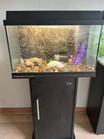 Aquarium, Dieren en Toebehoren, Vissen | Aquaria en Toebehoren, Ophalen, Zo goed als nieuw, Gevuld zoetwateraquarium