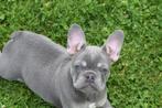 Franse bulldog pups, Rabiës (hondsdolheid), 8 tot 15 weken, Buitenland, Bulldog