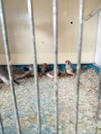 5 koppels split charcoal zebravinken, Dieren en Toebehoren, Vogels | Overige Vogels, Meerdere dieren, Tropenvogel