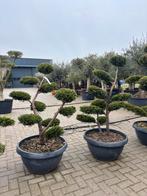 Vormsnoei / pompon bomen, Tuin en Terras, Planten | Bomen, Bloeit niet, Overige soorten, 100 tot 250 cm, Ophalen