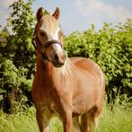 Welsh pony met stamboom, Dieren en Toebehoren, Ruin, Gechipt, 7 tot 10 jaar, B pony (1.17m tot 1.27m)