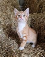 Boerderij kitten, Dieren en Toebehoren, Kater