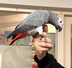 Grijze roodstaarten, Dieren en Toebehoren, Vogels | Parkieten en Papegaaien, Mannelijk, Parkiet, Pratend