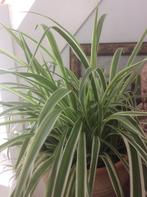 Graslelie, Huis en Inrichting, Kamerplanten, Minder dan 100 cm, Halfschaduw, Groenteplant, Ophalen