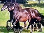 Fries merrie veulens, Dieren en Toebehoren, Paarden, Merrie, Minder dan 160 cm, Niet van toepassing, 0 tot 2 jaar