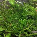 Aquarium Java mos, Dieren en Toebehoren, Ophalen, Zo goed als nieuw, Plant(en), Steen of Hout