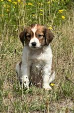 KOOIKER PUPS raszuiver, Overige rassen, CDV (hondenziekte), 8 tot 15 weken, Meerdere