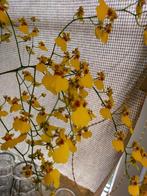 Gele tijger orchidee (Oncidium) jonge plant, Overige soorten, Minder dan 100 cm, Ophalen of Verzenden, Bloeiende kamerplant