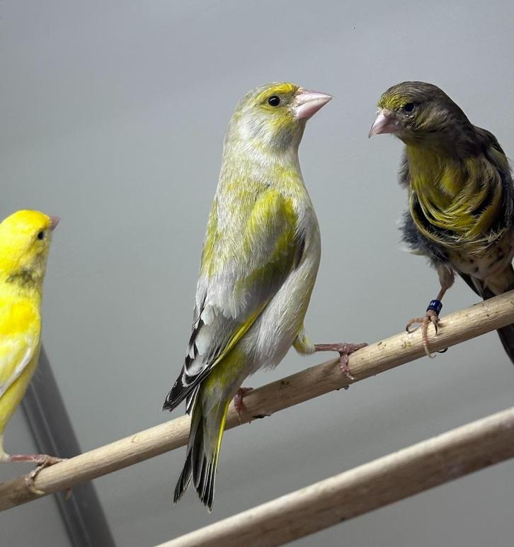 Groenling, Dieren en Toebehoren, Vogels | Overige Vogels, Mannelijk