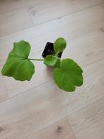 Bio gourgetteplanten & pompoenplanten te koop, Tuin en Terras, Ophalen, Volle zon, Groenteplanten, Eenjarig