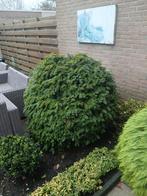 Gratis Taxus Bollen, Tuin en Terras, Planten | Bomen, Bloeit niet, Halfschaduw, 100 tot 250 cm, Ophalen