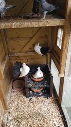 Sierduiven, Dieren en Toebehoren, Vogels | Duiven, Meerdere dieren, Overige soorten