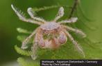 Pre order: Limnopilos naiyanetri “Microspider” krabben krab, Dieren en Toebehoren, Vissen | Aquariumvissen, Kreeft, Krab of Garnaal