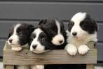 super lieve puppy's, 8 tot 15 weken, Meerdere, Meerdere dieren, Middel