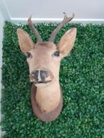 Reeënkop  vintage, Ophalen of Verzenden, Zo goed als nieuw, Beeldje of Figuurtje