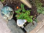 Begonis sutherlandii stekken vaste plant 1,00 perstuk, Tuin en Terras, Planten | Tuinplanten, Ophalen, Zomer, Overige soorten