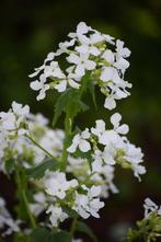 Judaspenning, Ophalen of Verzenden, Zaad