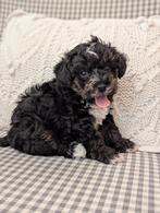 🐶 Unieke kruising Yorkshire terriër met  Toypoedel pups 🐕, Dieren en Toebehoren, Yorkshire Terriër, Rabiës (hondsdolheid), 8 tot 15 weken