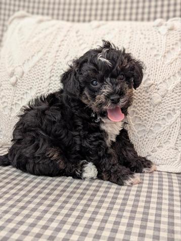 🐶 Unieke kruising Yorkshire terriër met  Toypoedel pups 🐕 beschikbaar voor biedingen