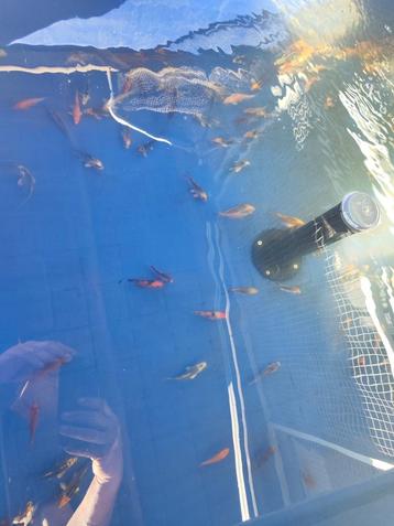 Koi 7-10 cm 5 euro per stuk eventueel bezorgd aan huis  beschikbaar voor biedingen