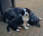 Australian Shepherd pup, Dieren en Toebehoren, Particulier, Rabiës (hondsdolheid), 8 tot 15 weken, Herder