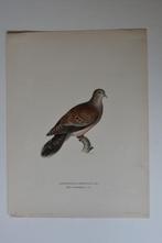 TORTELDUIF STREPTOPELIA ORIENTALIS ORIGINELE LITHO 1929 VD8, Antiek en Kunst, Kunst | Litho's en Zeefdrukken, Verzenden