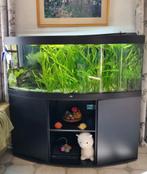 Juwel vision 450  Aquarium + CO2 installatie + 2 pompen, Dieren en Toebehoren, Gebruikt, Ophalen