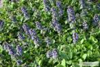 Zenegroen (Ajuga reptans)is een groenblijvende bodembedekker, Tuin en Terras, Planten | Tuinplanten, Ophalen, Bodembedekkers, Vaste plant