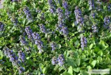 Zenegroen (Ajuga reptans)is een groenblijvende bodembedekker beschikbaar voor biedingen
