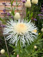 Amerikaanse korenbloem “White Bride”, Tuin en Terras, Ophalen of Verzenden, Voorjaar, Volle zon, Zaad
