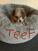 Pomchi merle pups, Dieren en Toebehoren, Honden | Chihuahua's en Gezelschapshonden, Overige rassen, 8 tot 15 weken, Meerdere, Meerdere dieren