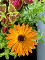 Volle plantenbak met Spaanse Margriet en Coleus., Huis en Inrichting, Kamerplanten, Ophalen, Halfschaduw, Minder dan 100 cm