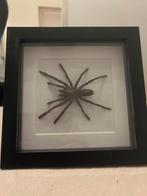 Ingelijste Vogelspin - Uniek Decoratie, Spin of Schorpioen