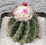 cactus melocactus  melo zeldzaam  succulent wit, Huis en Inrichting, Kamerplanten, Cactus, Minder dan 100 cm, Ophalen of Verzenden