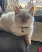 britse korthaar kittens laatste twee met stamboom zoeken🏠, Dieren en Toebehoren, Meerdere dieren, Gechipt