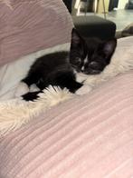 Schattige speelse kittens van 9weekjes oud, Dieren en Toebehoren, Meerdere dieren