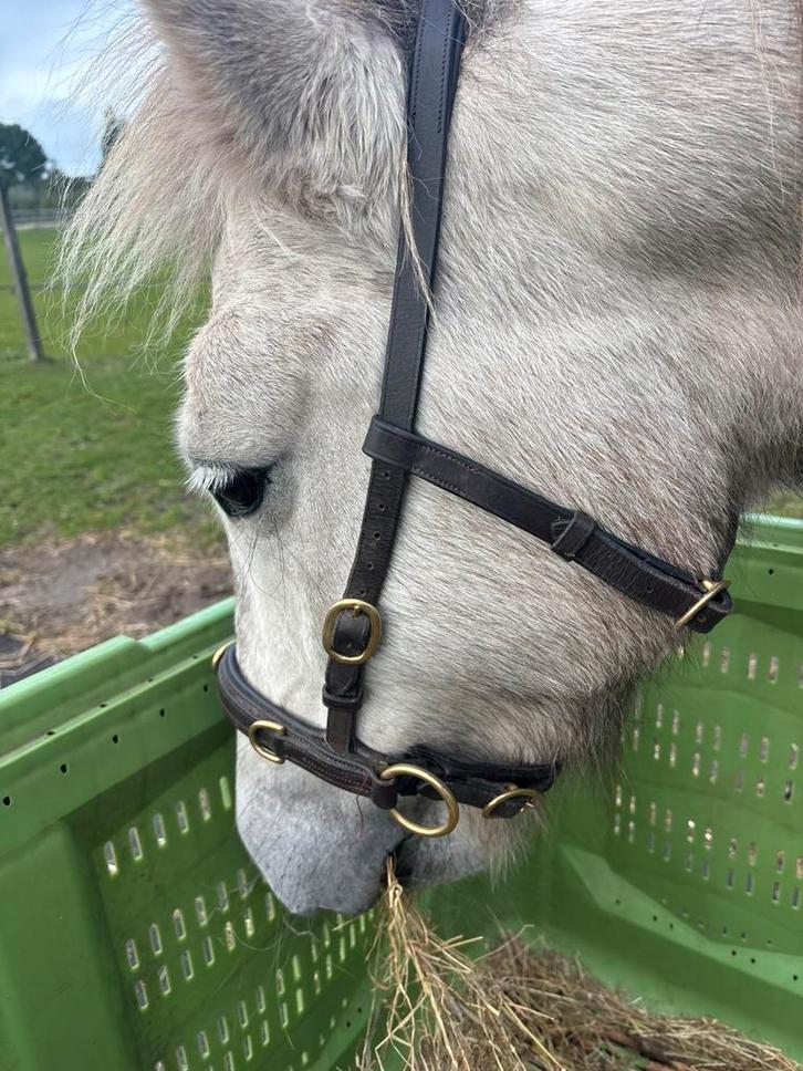 Bruin leren kaptoom/ sidpull hoofdstel, Dieren en Toebehoren, Paarden en Pony's | Hoofdstellen en Tuigage, Zo goed als nieuw, Ophalen of Verzenden