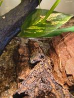 Bombina Orientalis (Vuurbuikbad) 0.0.12, Dieren en Toebehoren, Amfibie, 0 tot 2 jaar