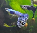 Blue dragon dumbo ear rasguppy, Dieren en Toebehoren, Vissen | Aquariumvissen, Vis