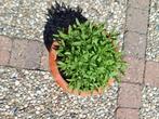 Lavendel vaste tuinplant €2,00, Ophalen, Zomer, Overige soorten, Volle zon