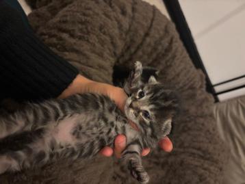 Cyperse kittens beschikbaar voor biedingen