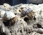 Landheremietkreeften (Coenobita sp.), Dieren en Toebehoren, Augustus, Meerdere dieren