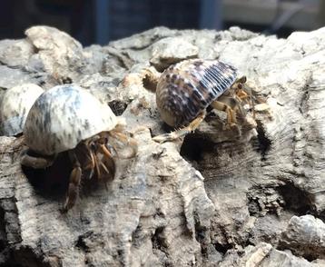 Landheremietkreeften (Coenobita sp.) beschikbaar voor biedingen